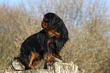 CAVALIER KING CHARLES 388